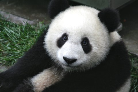 Image d'un panda